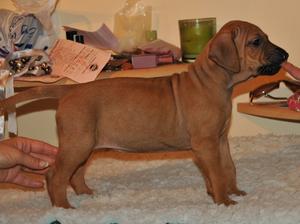 5 week old puppy bitch, wheaten, show ridge
