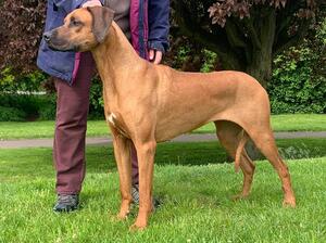 Queenie at 3 years