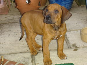 10 week old male puppy available