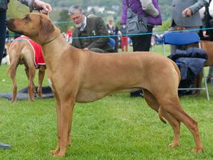 Reeva at her 1st Champ show at 23 months