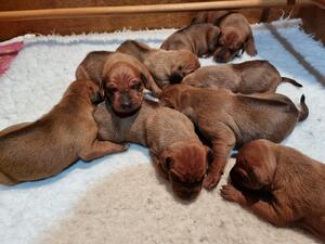 Puppies at 7 days old