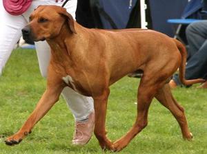 Dave moving in the show ring