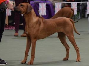 Queenie in the ring