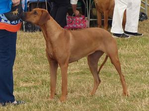 One of mum Maud's Crufts Qualifying wins