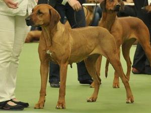 Dolly in the show ring
