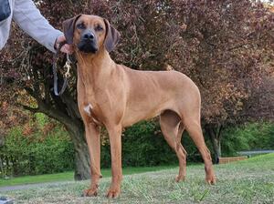 Queenie at 3 years