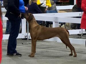 Queenie at the show