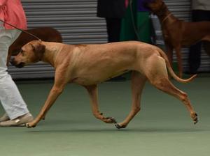 Martini at 4 years on the move