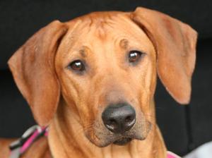 Reeva's gorgeous head at 7 months