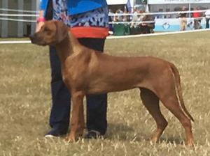 Queenie winning her Minor Puppy Class at Leeds