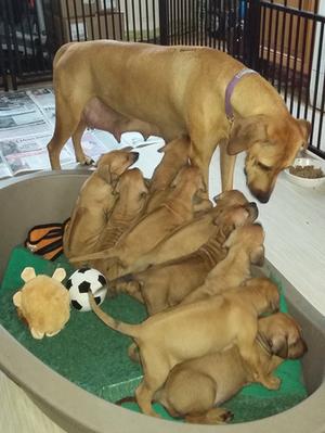 Mum with the whole litter