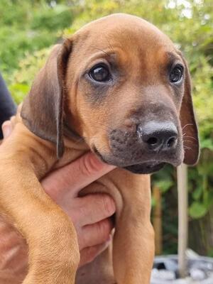 Correct red wheaten boy available