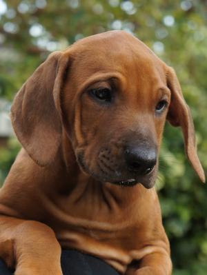 Nuthouse Patience 8 weeks