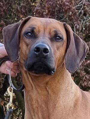 Queenie at 3 years