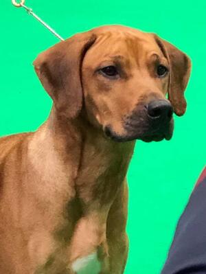 Katie at Crufts