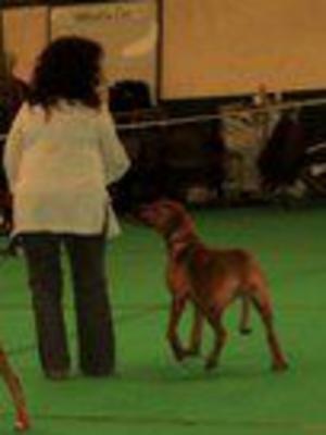 The only picture at show with Gertie in it