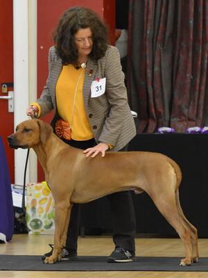 Bruno winning Best Puppy In Show- MNRRC Open Show