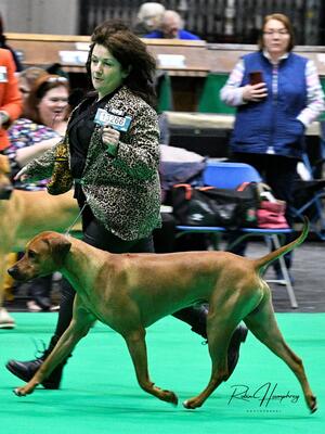 Nuthouse Roger The Dodger at Crufts