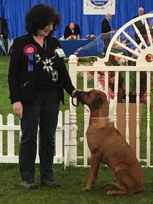 Gertrude after winning BOB at Driffield Champ Show