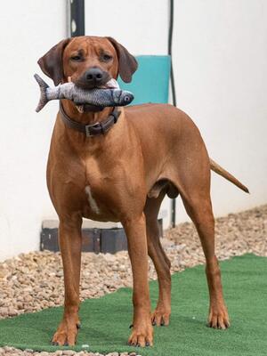 Dad Brabus showing his playful side - toy in mouth