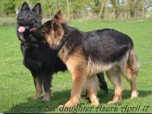 calmholme german shepherds