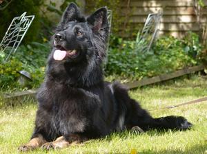 german shepherd puppies champdogs