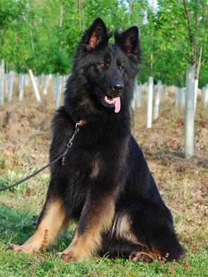 calmholme german shepherds