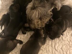 Mum with puppies