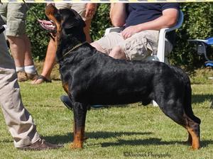 Steigen Crixus aged 2 years