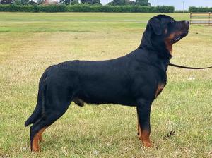 Neville at 7 months of age