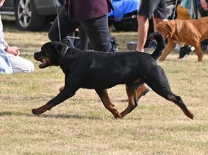 Steigen RuPaul Charles