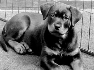 Steigen Nina Bo'nina Brown at 9 weeks