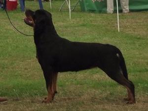 Roxy at 21 Months