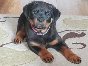 Kansas at 8 weeks of age