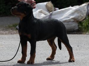 Steigen Nina Bo'nina Brown at 13 weeks