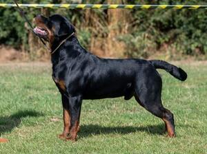 Steigen RuPaul Charles