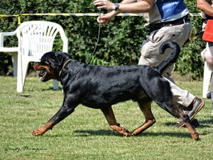 Steigen Crixus aged 2 years