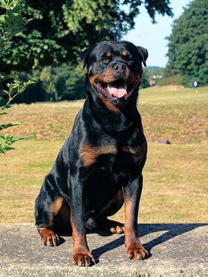Steigen RuPaul Charles (3 RCCs)