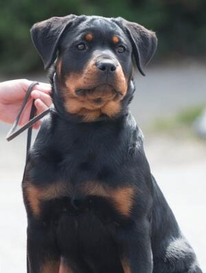 Steigen Nina Bo'nina Brown at 13 weeks