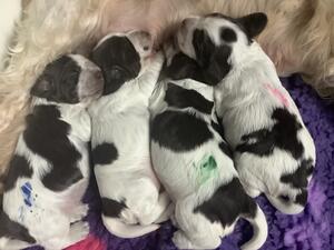 Phoebe’s first litter