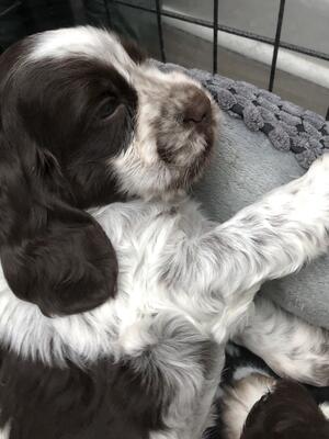 One of the beauties from Phoebe’s first litter 202