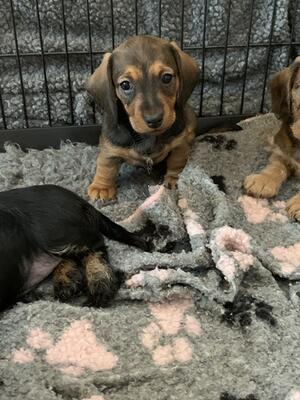 Red Brindle boy