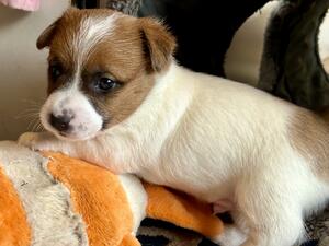 Boy puppy available