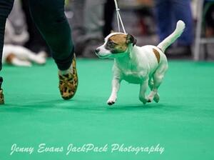 Poppy at Crufts