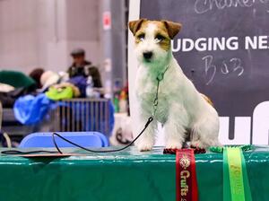 1st place at Crufts 2023 & 2024