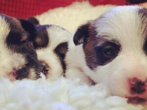 Dottie's puppies