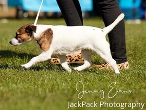 Jackopeaks Bakewell Puddin