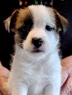 Bitch puppy