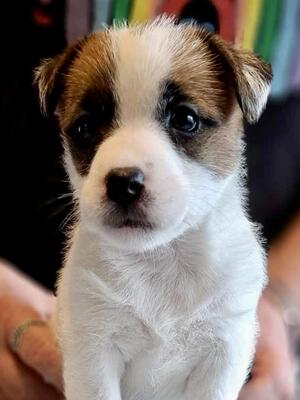 Bitch puppy
