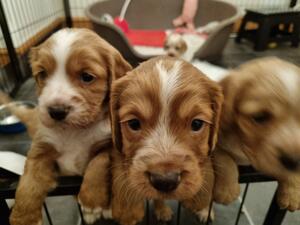 Red dog available